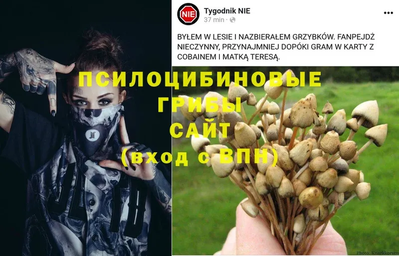 гидра рабочий сайт  Улан-Удэ  Галлюциногенные грибы MAGIC MUSHROOMS 